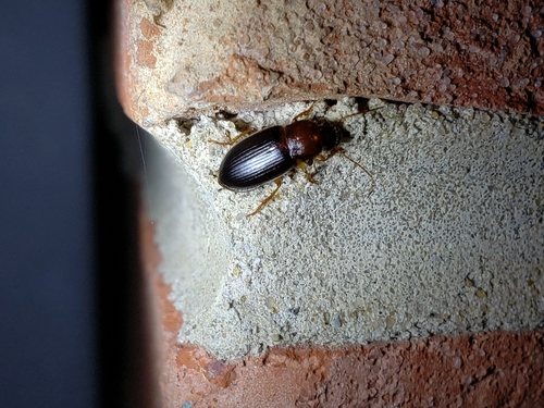 Puncture-headed harp ground beetle photo 5