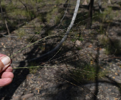 Digitaria parviflora