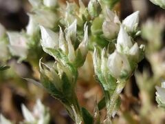 Sedum arenarium
