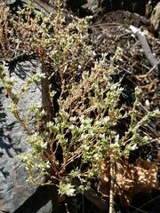 Sedum arenarium