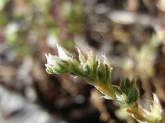 Sedum arenarium