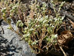 Sedum arenarium