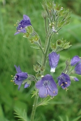 Polemonium caeruleum