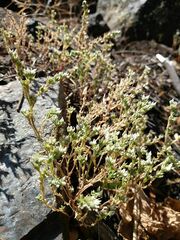 Sedum arenarium