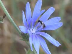 Ceratina cucurbitina