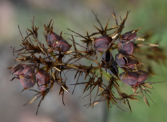 Haemodorum coccineum