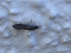 Ceraclea nigronervosa