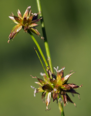 Juncus nodosus