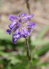 Penstemon
