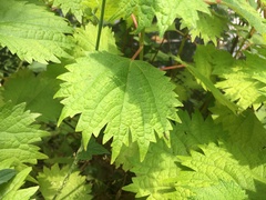 Boehmeria silvestrii