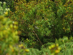Cyanistes teneriffae teneriffae