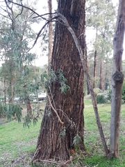 Eucalyptus fulgens