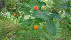 Lonicera dioica