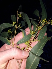 Eucalyptus fulgens