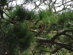 Erithacus rubecula superbus