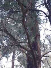 Eucalyptus fulgens