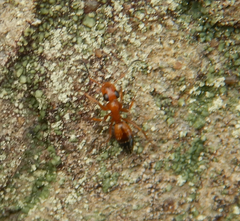 Opisthopsis