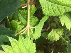 Boehmeria silvestrii