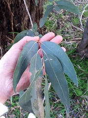 Eucalyptus fulgens