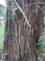 Eucalyptus fulgens