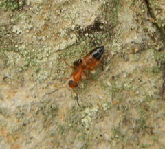 Opisthopsis