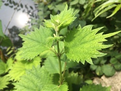 Boehmeria silvestrii