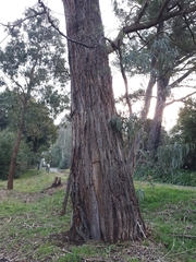 Eucalyptus fulgens