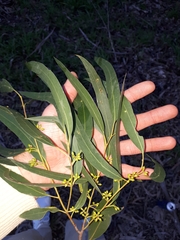 Eucalyptus fulgens
