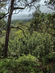 Phyllostachys nigra henonis