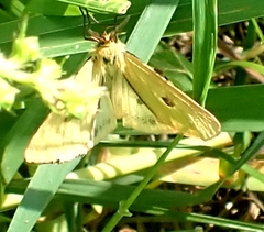 Diacrisia sannio