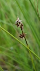 Carex sterilis