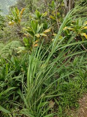 Themeda villosa