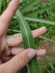 Themeda villosa