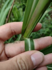 Themeda villosa