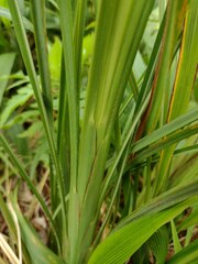 Themeda villosa
