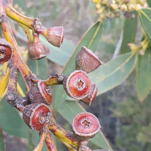 Image of Eucalyptus luehmanniana by (c) ronavery, some rights reserved (CC BY)
