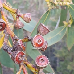Eucalyptus luehmanniana