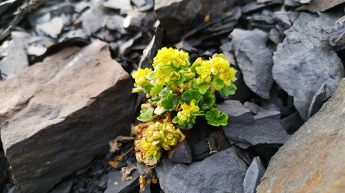 Wright's Golden-saxifrage