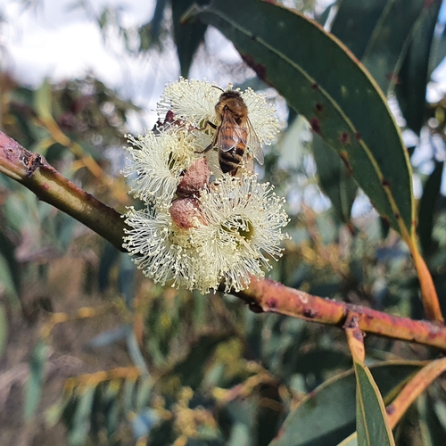 Image of Eucalyptus luehmanniana by (c) ronavery, some rights reserved (CC BY)