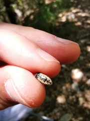 Acmaeodera pilosellae