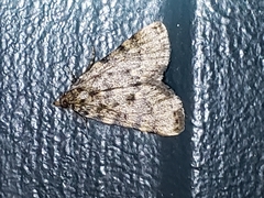 Aglossa pinguinalis