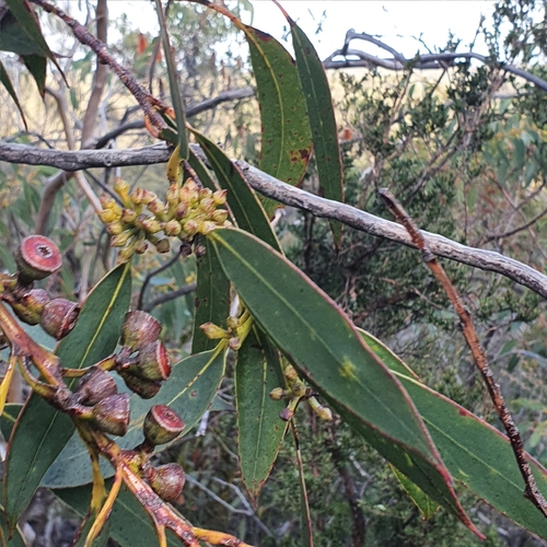 Image of Eucalyptus luehmanniana by (c) ronavery, some rights reserved (CC BY)