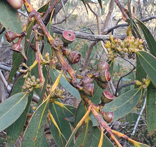 Image of Eucalyptus luehmanniana by (c) ronavery, some rights reserved (CC BY)