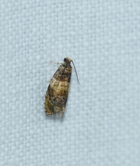 Celypha aurofasciana