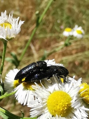 Acmaeodera quadrifasciata prunneri