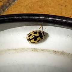 Propylea quatuordecimpunctata