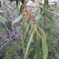 Eucalyptus luehmanniana