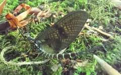 Ephemera danica