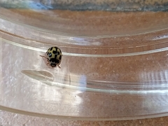 Propylea quatuordecimpunctata