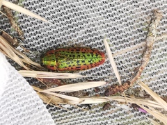 Lamprodila mirifica